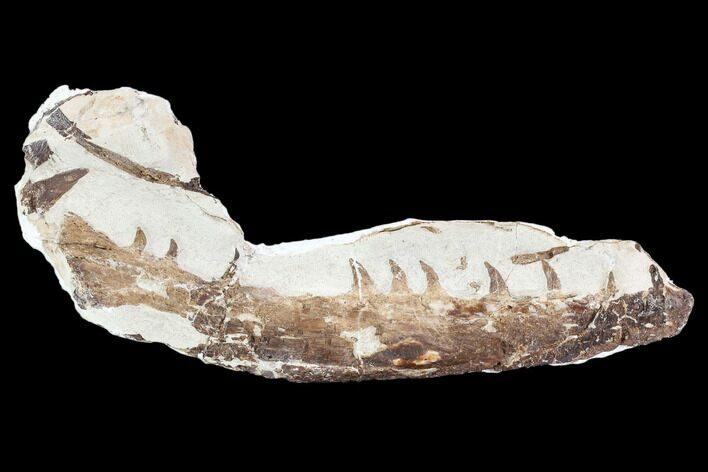 Fossil Mosasaur (Tethysaurus) Jaw Section - Goulmima, Morocco #107090